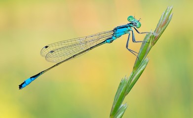 Dragonfly on a colorful background - obrazy, fototapety, plakaty