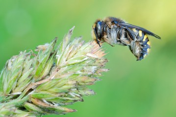 Mason or potter bees (Anthidium florentinum)