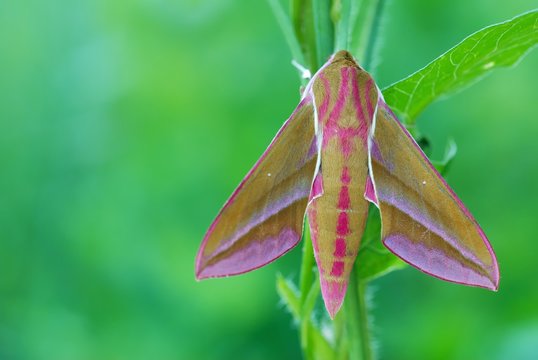 Hawk moth (Deilephila elpenor)