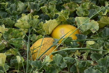 The growing melon in the field