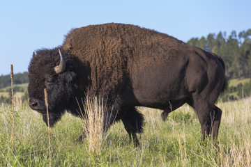 Natur, Tiere, Bison, Büffel, South Dakota, Black Hills, USA