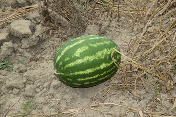 Watermelon, plucked from the garden, lying on the ground.