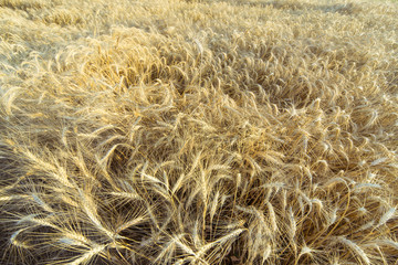 Ripe golden wheat ears in the field before harvest.