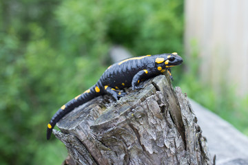 Beautiful fire salamander in the bright coloration in natural co