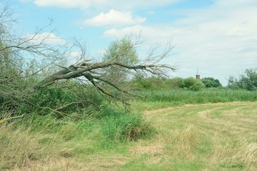 Havel river landscape with dead willow tree. storm damage. vinta