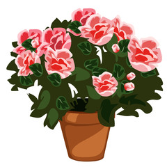 Decorative pink flowers in pot, vector isolated