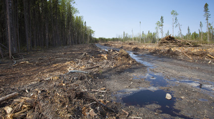 Muddy logging