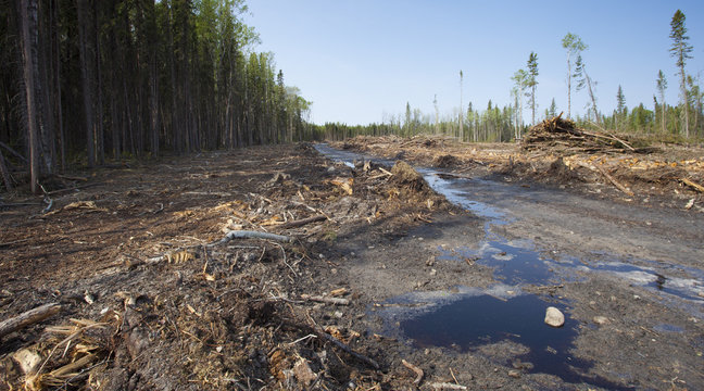 Muddy logging