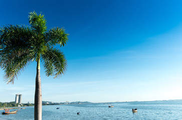 Palm tree on the beach with blue sky
