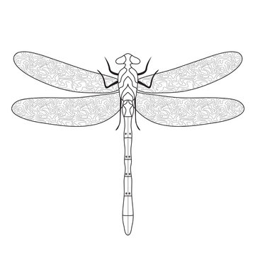 Dragonfly Doodle sketch coloring,dragonfly hand drawing. Vector illustration