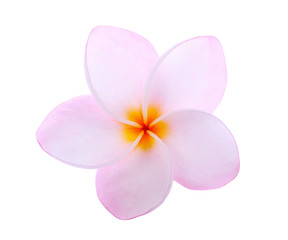 Naklejka na ściany i meble Tropical flowers frangipani (plumeria) isolated on white backgro