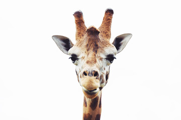 Giraffe hoofd close-up geïsoleerd op witte achtergrond