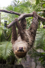 two-toed sloth on the tree