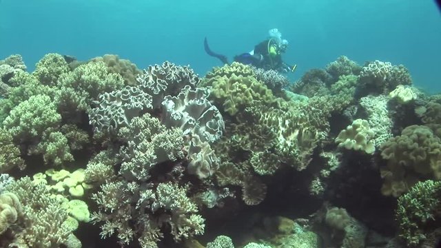 block with coral and fish scuba diving philippines