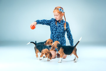 The happy girl and beagle puppies on gray background