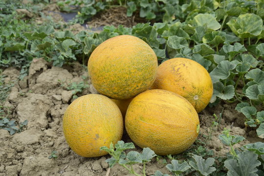 Melons, plucked from the garden, lay together on the ground