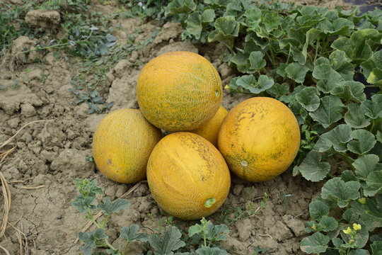 Melons, plucked from the garden, lay together on the ground