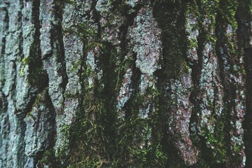 oak bark with moss plant. natural background