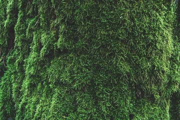 Obraz premium oak bark with moss plant. natural background