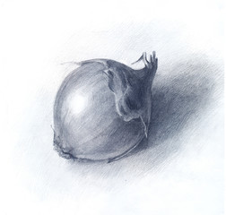 onion drawn by pencil, hand drawn sketch. Art for kitchen, wallp
