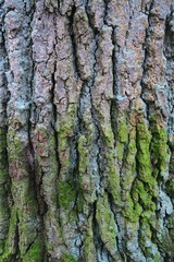 oak bark with moss plant. natural background