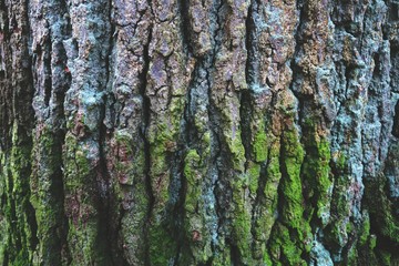 oak bark with moss plant. natural background
