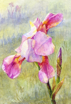 pink iris watercolor, suit for poster, wallpaper, background, po