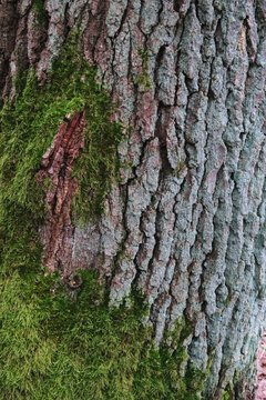 oak bark with moss plant. natural background