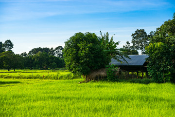The Rice fields in the northeast of Thailand.