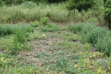 The growing water-melon in the field