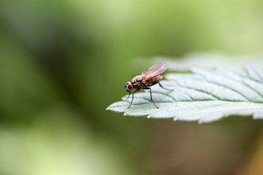 mouche
