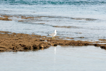 Seagull in the reef