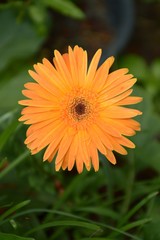 Gerbera flower in nature garden