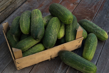cucumbers in little 