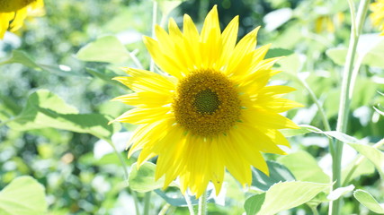 Желтые подсолнухи повернуты к теплому солнцу.