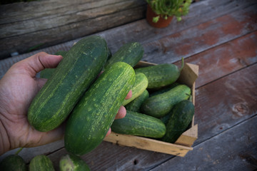 cucumbers 