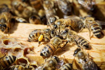 api con polline