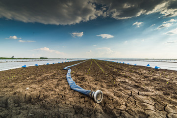 Dry land - drought - and hose for watering - obrazy, fototapety, plakaty