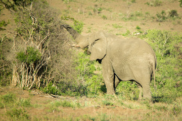 Elefant bull at the Hluhluwe-iMfolozi-Park; South Africa