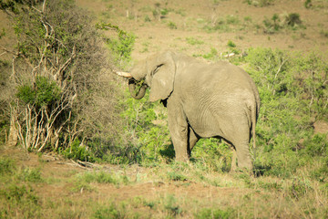 Fototapeta premium Elefant bull at the Hluhluwe-iMfolozi-Park; South Africa