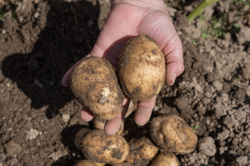 potatos in hand