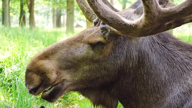 Elch wiederk&auml;uend mit Geweih, Alces alces