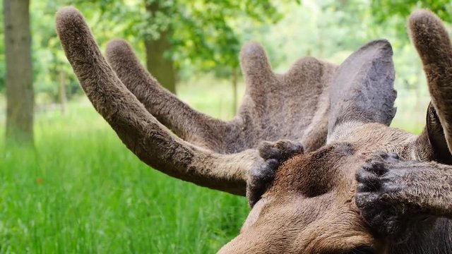 Schaufelgeweih mit Bast, Elchkopf, Alces alces