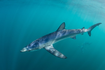 Blue Shark and Sunlight in Shallow Water