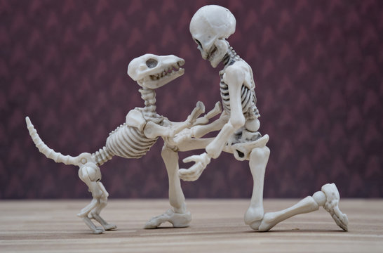 Skeleton and his skeleton dog