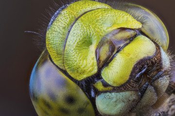 Stacked Macro of the Head of a Hawker Dragonfly