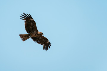 Fototapeta premium 湘南海岸の鷹 Hawk of Shonan, Kanagawa, Japan