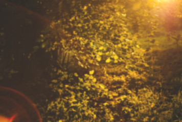 Blur summer forest