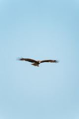 湘南海岸の鷹
Hawk at Shounan, Kanagawa, Japan