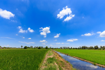 Fototapeta na wymiar Rice field green grass blue sky